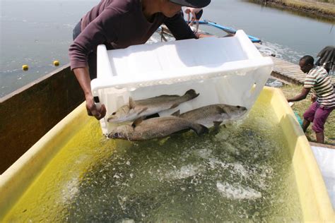 The 10 Best Fish Farms near Selection Park, ZA .